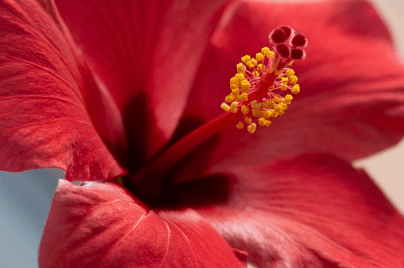 히비스커스의-효능