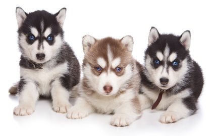 시베리안 허스키 강아지 세 마리.