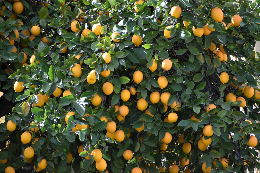 lemon