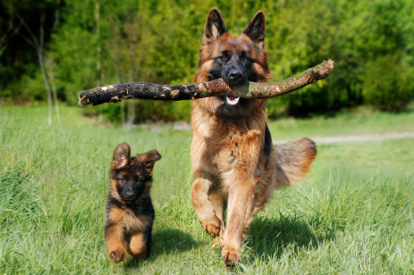 강아지 훈련에 대하여 4 (last)