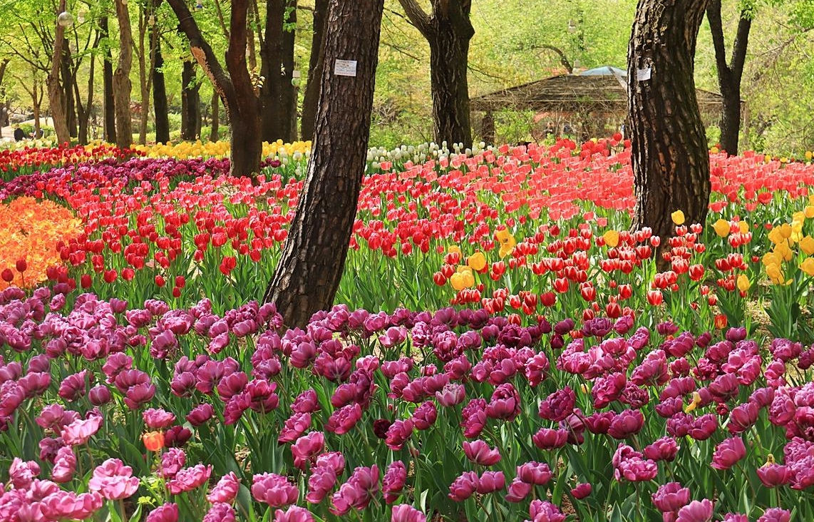 서울숲 튤립 축제