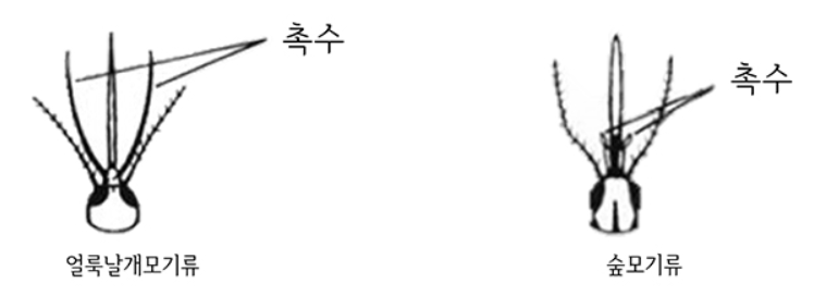 얼룩날개모기류