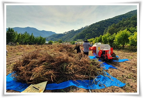 텃밭 &quot;6월, 들깨 심으세요!&quot; 고소함 가득 씨앗부터 수확까지 완벽 가이드!