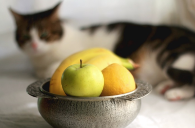 고양이에게 바나나