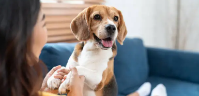 반려동물 의료비지원 신청 방법