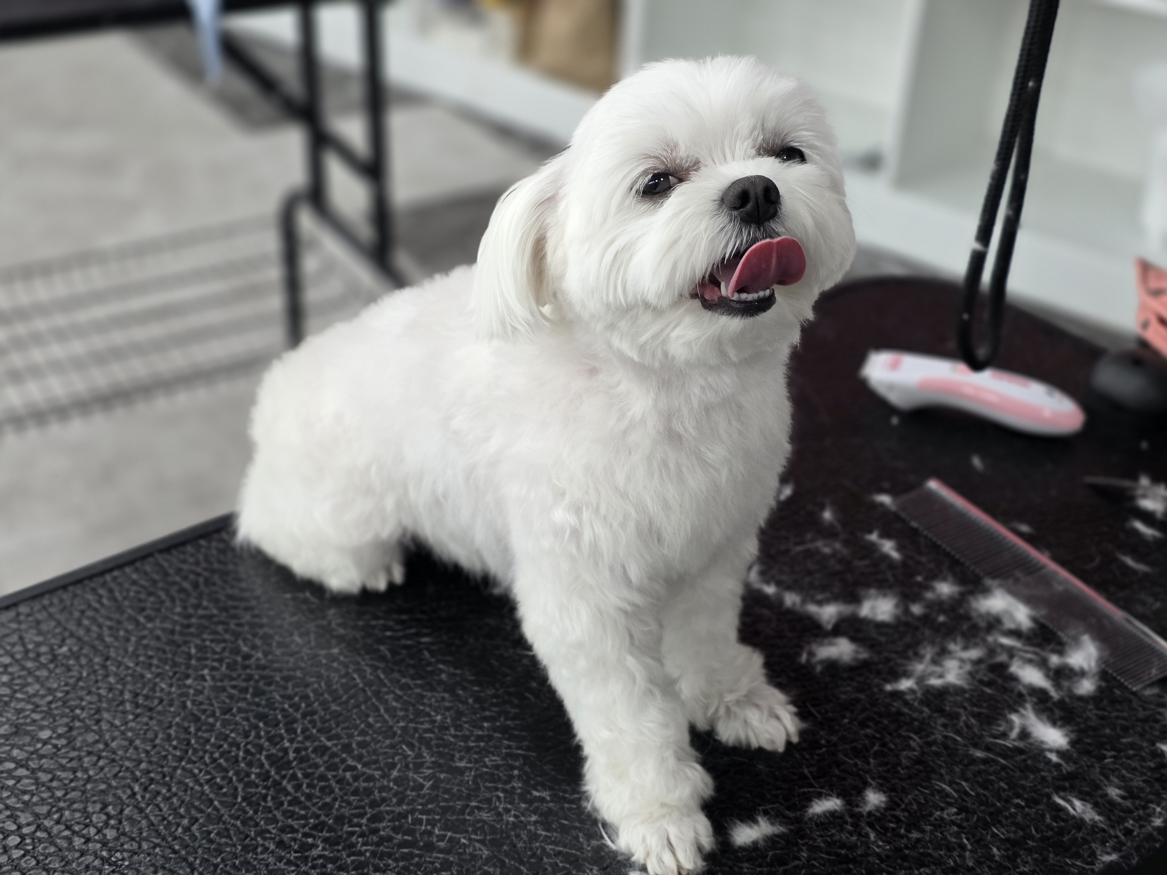 광주애견미용학원 국비지원