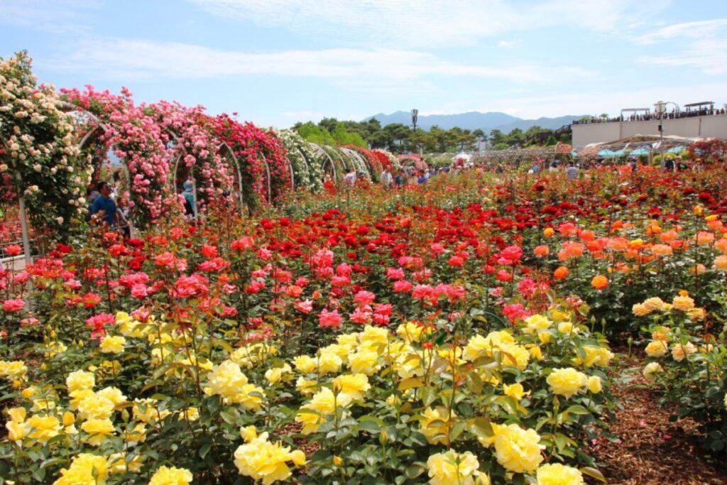 곡성세계장미축제