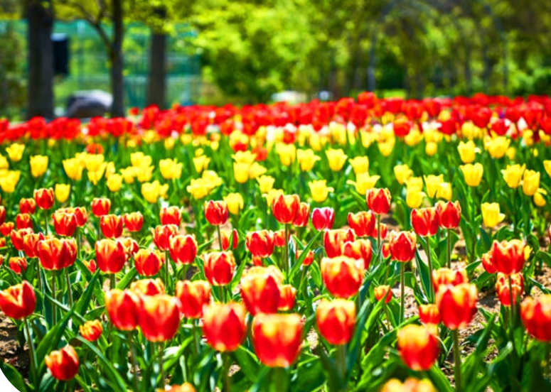 전주한옥마을 봄꽃축제(12)