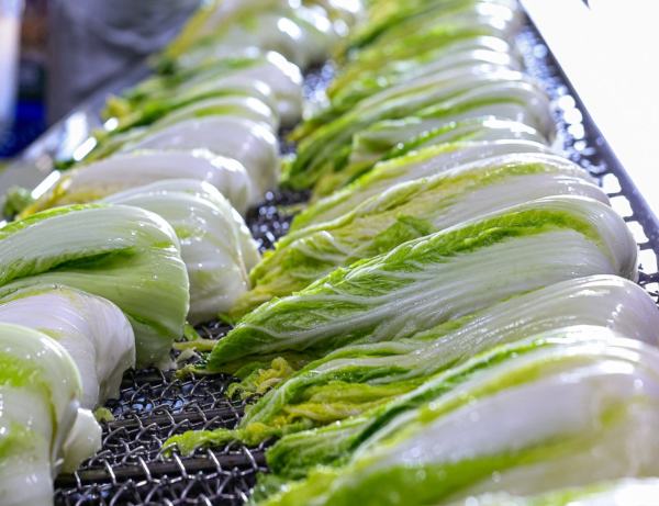 박가네 절임배추 모습