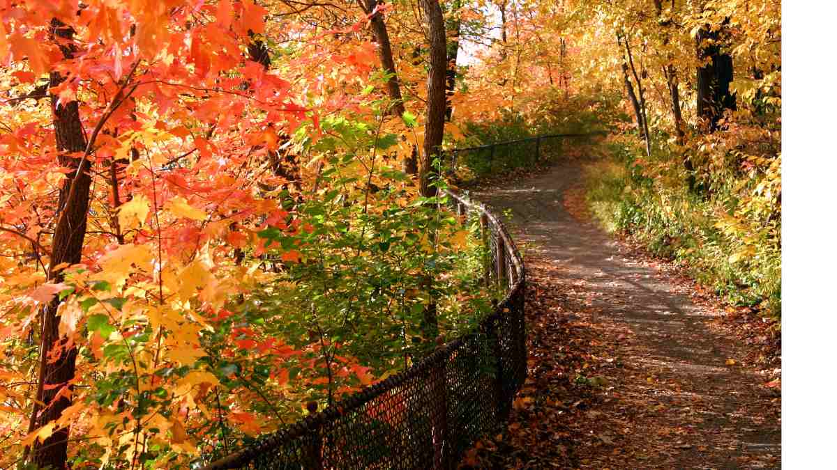 걷기의 힘, 산책로 여행이 주는 치유와 힐링