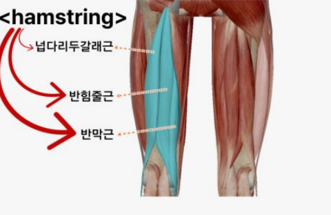 햄스트링