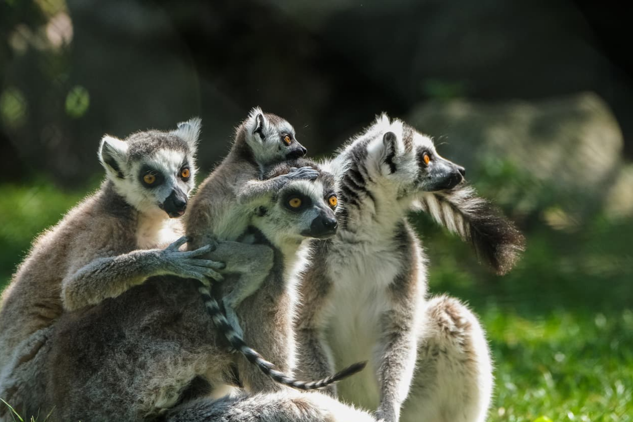 생태계 내 먹이사슬의 카오스 이론적 구조