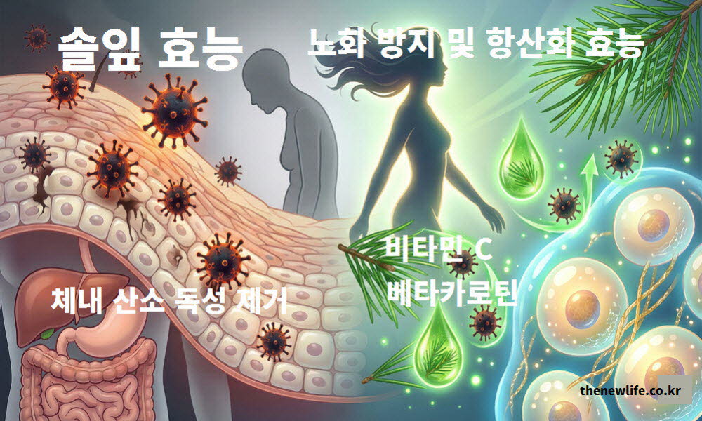 솔잎 효능이 세포 손상을 막아 노화를 방지하고 체내 강력한 항산화 작용을 돕는 것을 설명하는 이미지