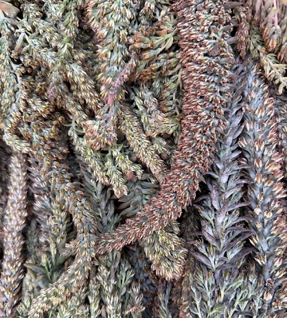 -차정단-천연발효식초-와송식초-단야초