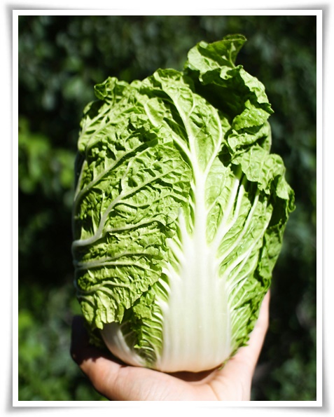 "김장 배추, 직접 길러보세요!" 초보자도 성공할 수 있는 쉬운 재배 가이드