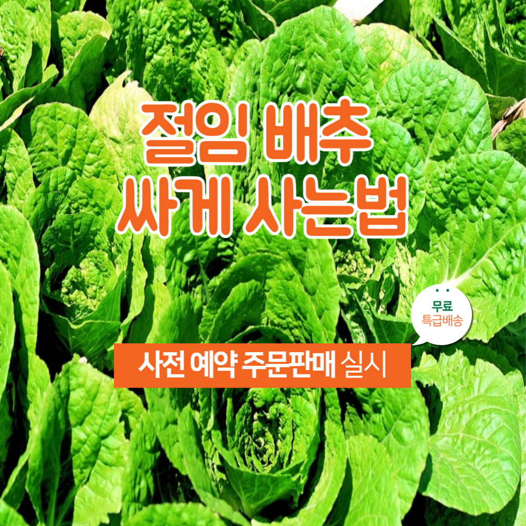 2025 김장철 대비 절임배추 싸게 사는 방법 총정리(꿀팁 사전예약)
