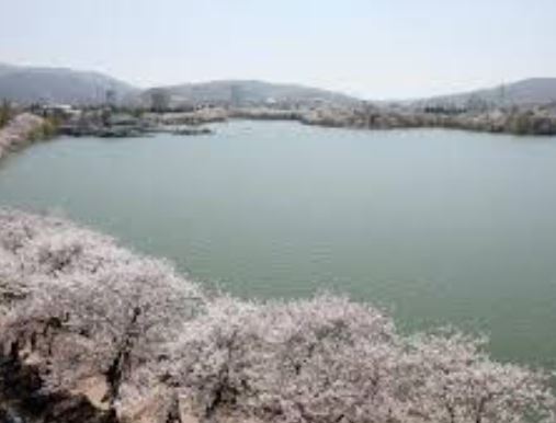 성주 벚꽃