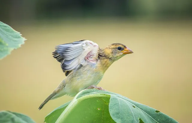 주방 허브 키우기 물주기 수확관리 세척보관 어르신도 간단 실천_3