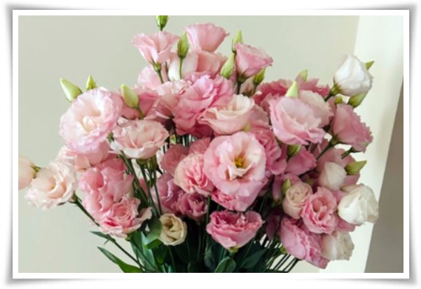 화초 &quot;리시안셔스&quot; 장미인 듯 장미 아닌 변치 않는 사랑의 꽃!