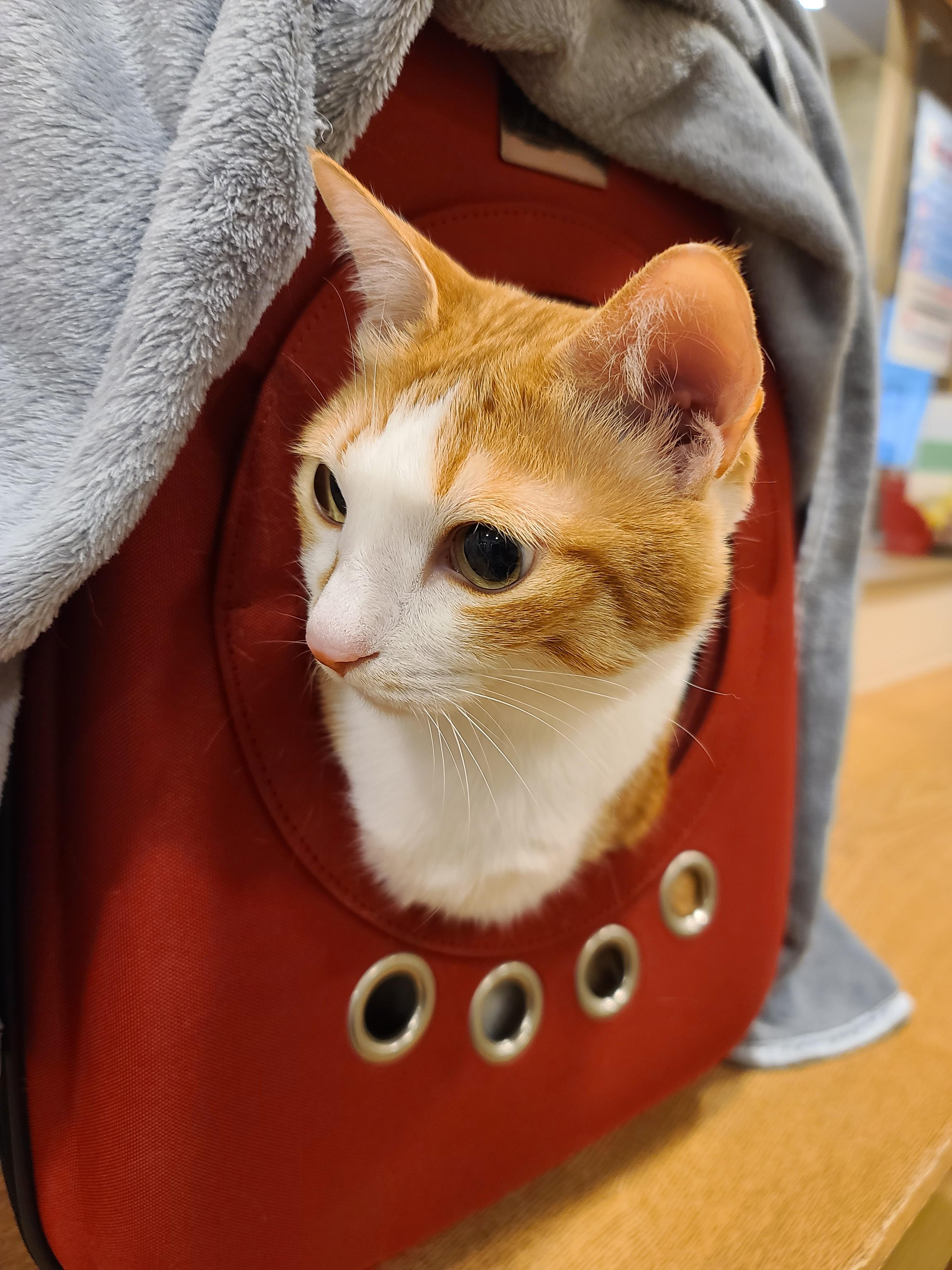 황달로 인한 호야의 입원. 고양이 황달.