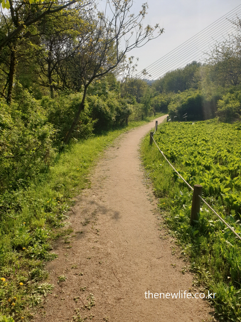 서울 고덕 생태공원 입구 부드러운 흙길 산책로 / Soft dirt trail at the entrance of Godeok Ecological Park in Seoul