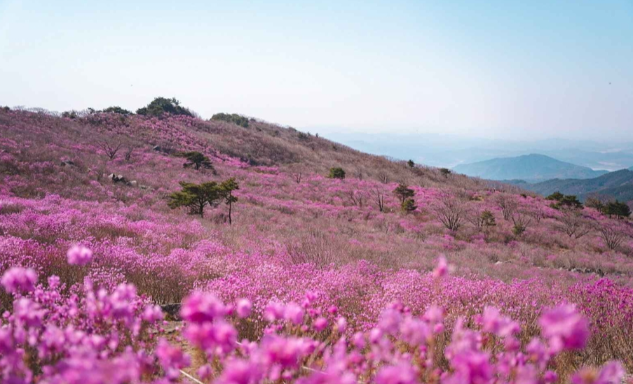 비슬산 참꽃