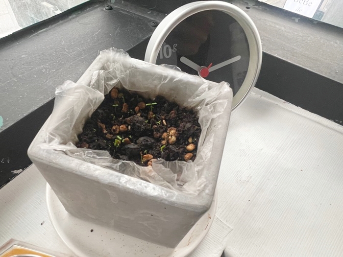 11월1일-블루베리-식물시계