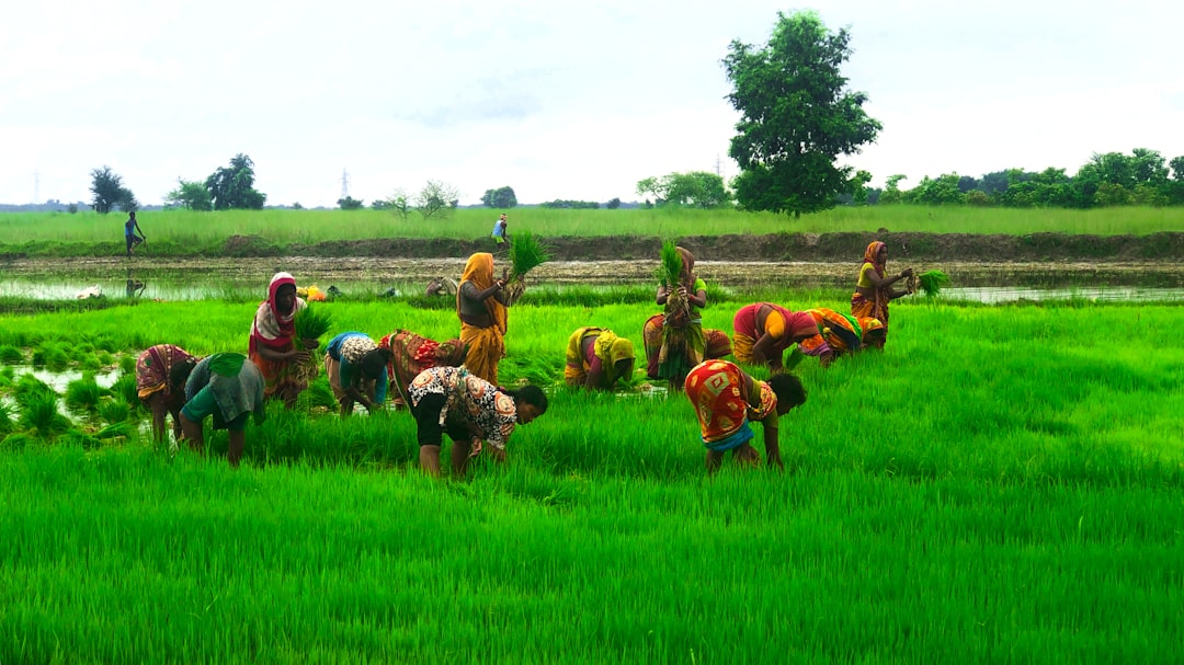 Farmers' basic income
