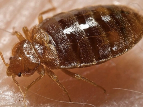 빈대 퇴치 물림 증상