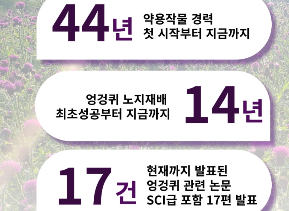 임실-엉겅퀴-엉겅퀴차-엉겅퀴즙-엉겅퀴식초