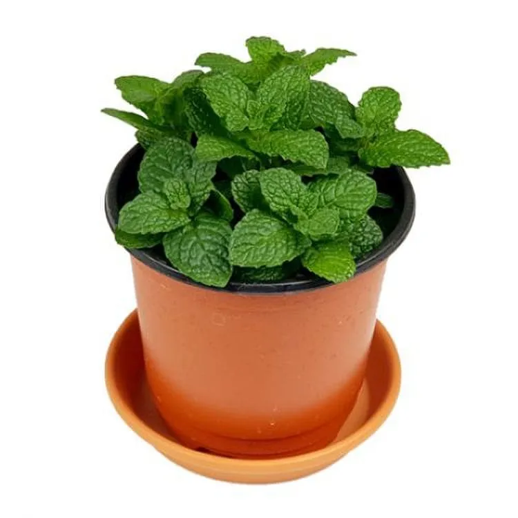 페퍼민트 키우기 물주기 삽목번식 햇빛관리 상쾌한 실내 허브_8