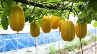 참외 순치기 순지르기 방법과 그림으로 쉽게 정리_14