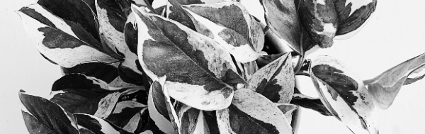 스킨답서스 키우는법: 온도 · 습도