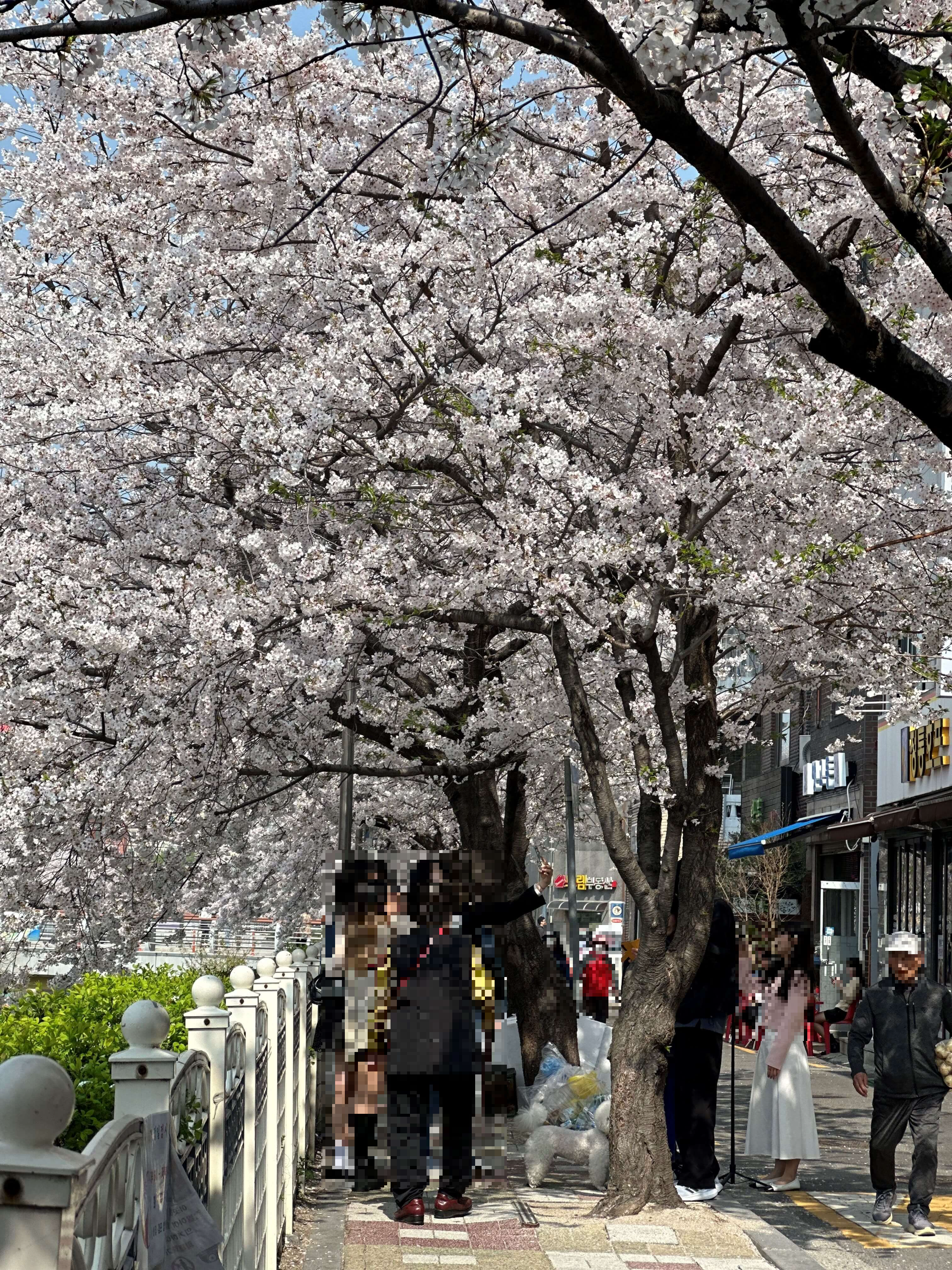 서울시내벚꽃명소 성북천에서 벚꽃놀이