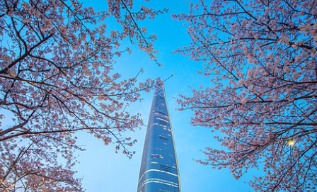 벚꽃 개화시기 2025