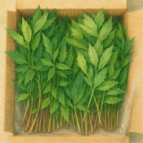 당귀-효능-7가지