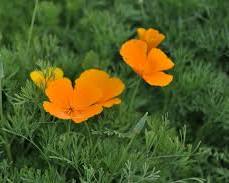 금영화 이미지 사진