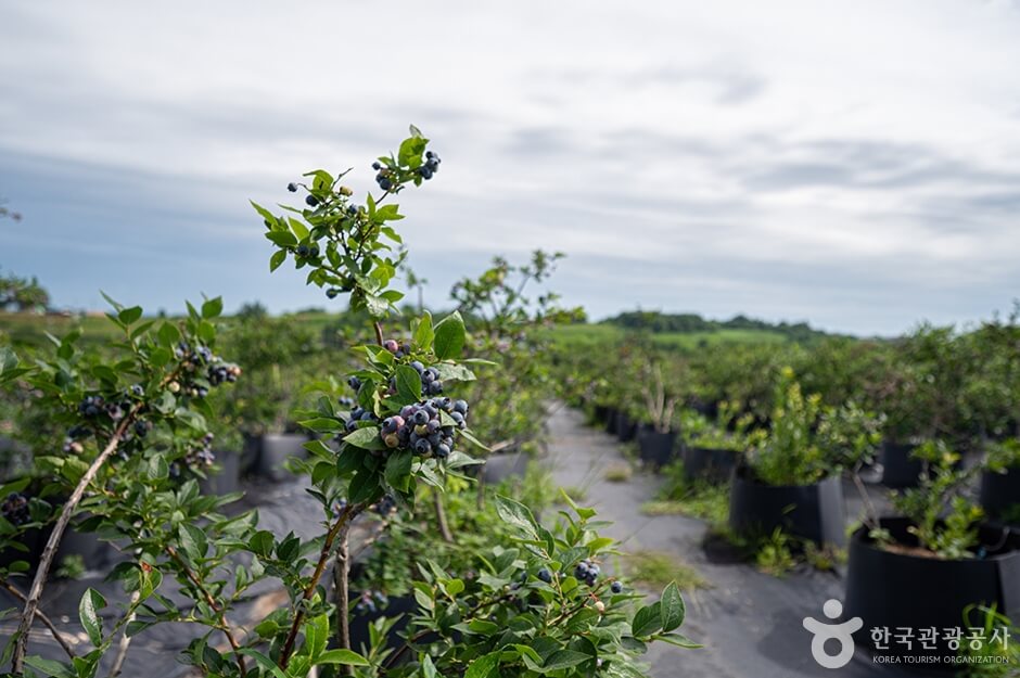 평택 가볼만한곳 베스트 10