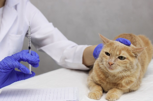 백신 접종을 받는 고양이