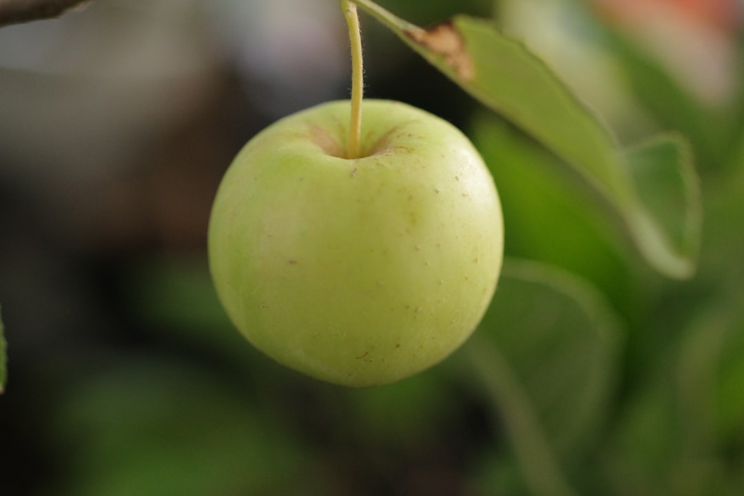 Apple cider vinegar