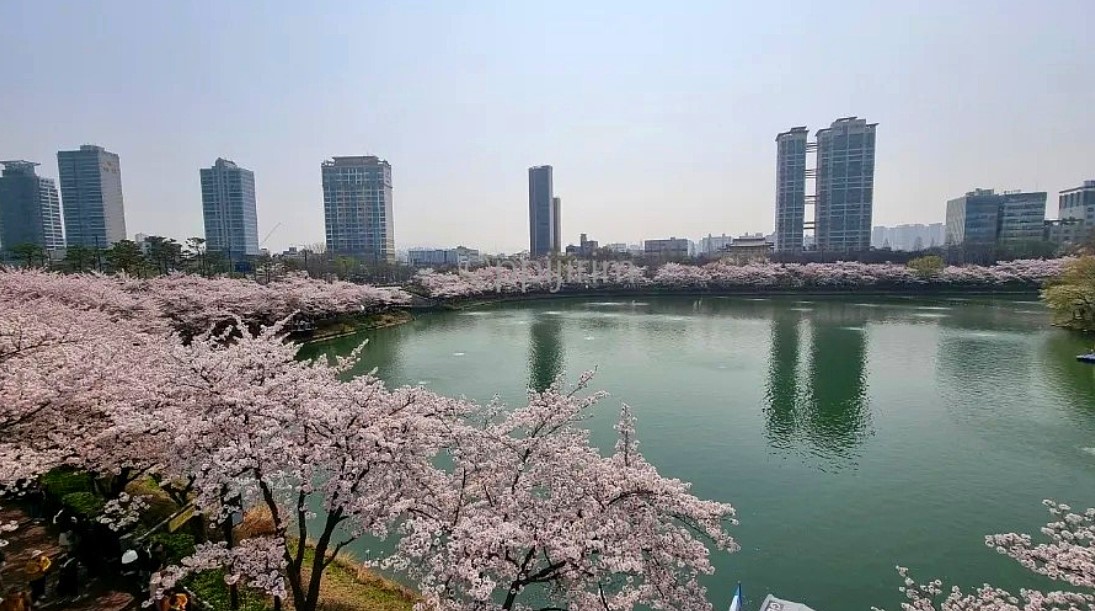 석촌호수 벚꽃 명소