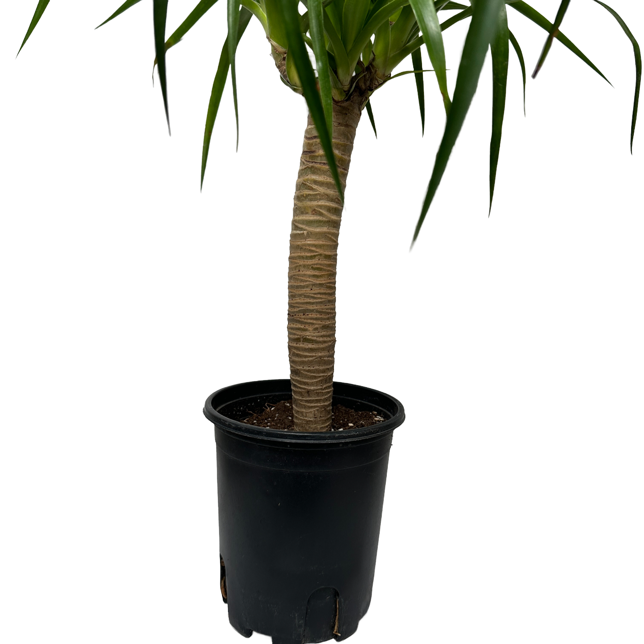 키우기쉬운 실내 정화식물 드라코 키우는 법