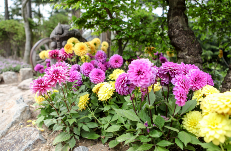 대구 네이처파크 플라워가든