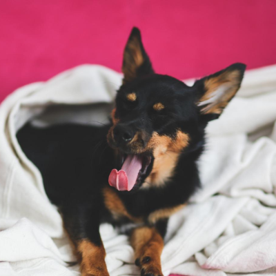 하품하는 강아지