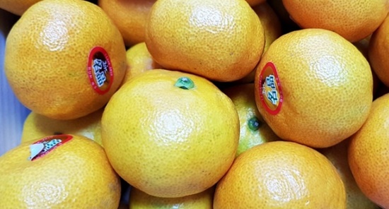 제주도 여행 시 보내준 제주감귤