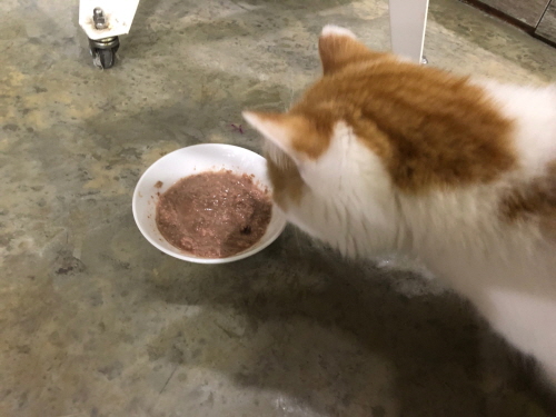 내추럴발랜스습식사료