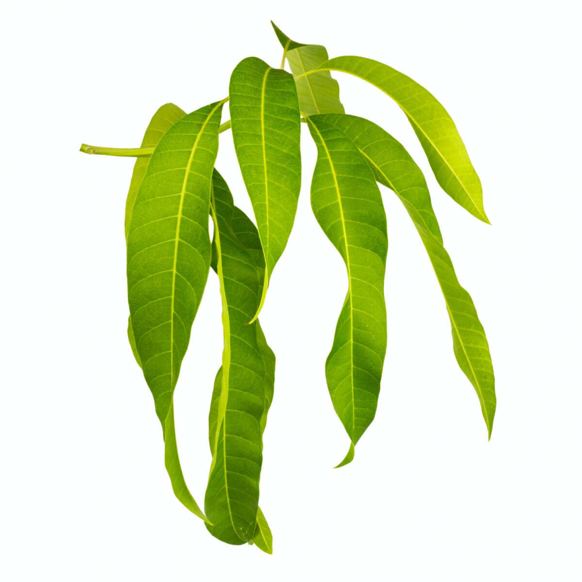 바나바잎