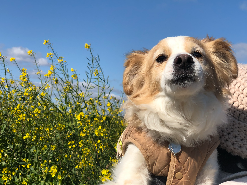 노령견을 위한 균형잡힌 식단관리
