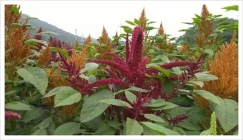 아마란스 재배 직파 요령 잎과 곡립 겸용 수확_11