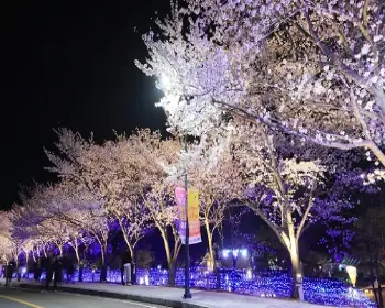 영암왕인문화축제_19